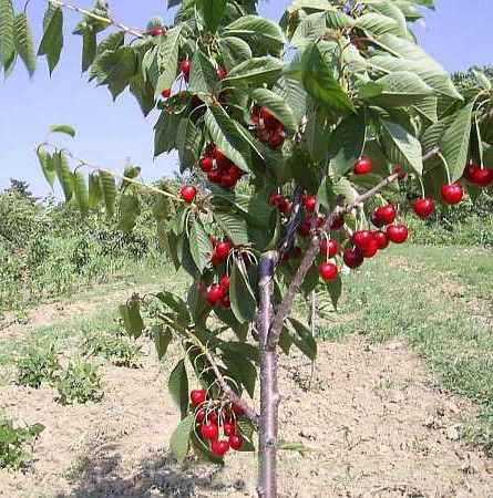 Regina KİRAZ FİDANI